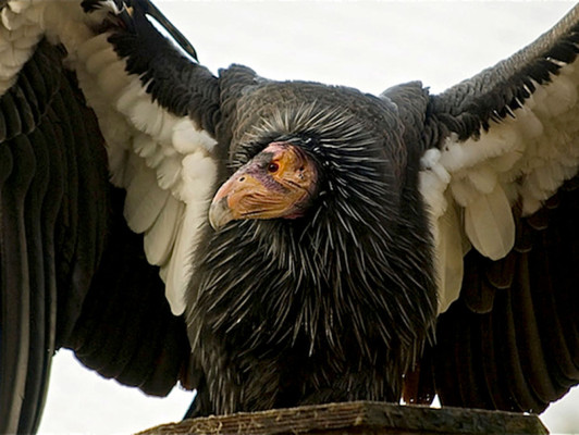 Los animales más feos del mundo