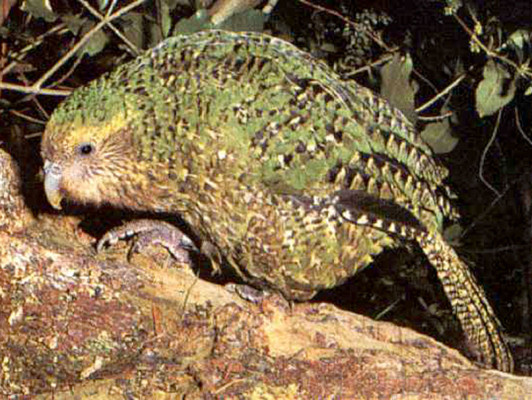 Los animales más feos del mundo