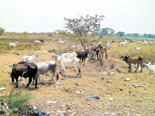 Se extinguen hatos ganaderos en el sur