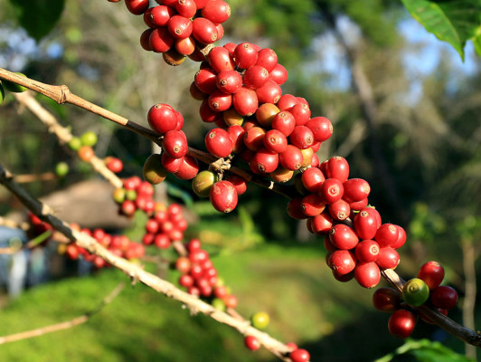 Empresa de mercadeo impulsa exportación de lo hecho en Honduras