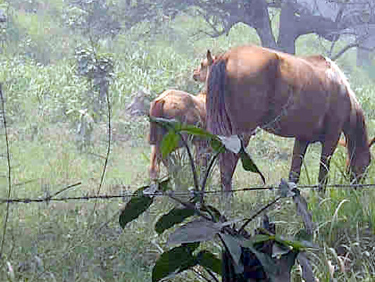 Allanan casas de 'Chepe' Handal en SPS