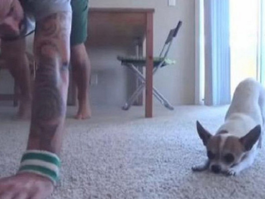 El perro que hace yoga