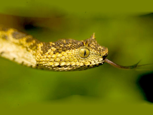 Enorme serpiente 'con cachos' causa zozobra en Catacamas