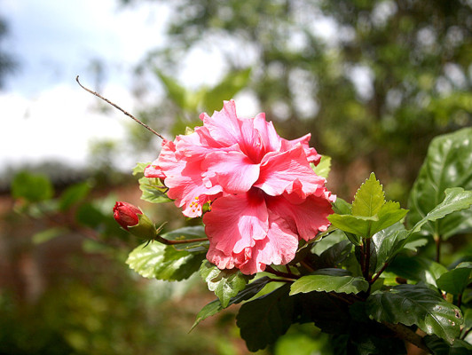 Flores que embellecen los jardines de Danlí