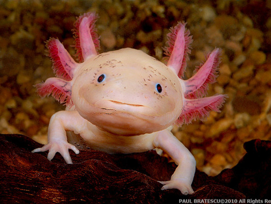 Los animales más feos del mundo