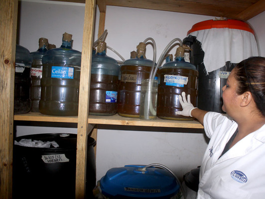 FOTOS: Bebidas irresistibles que nacen en las colinas de Danlí