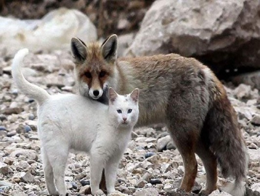 Amistades insólitas en el mundo animal