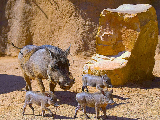 Los animales más feos del mundo