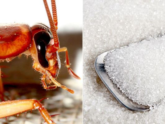 Cucarachas pueden percibir peligro en el azúcar