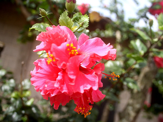 Flores que embellecen los jardines de Danlí