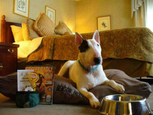 Aumentan el precio del alquiler por tener mascota