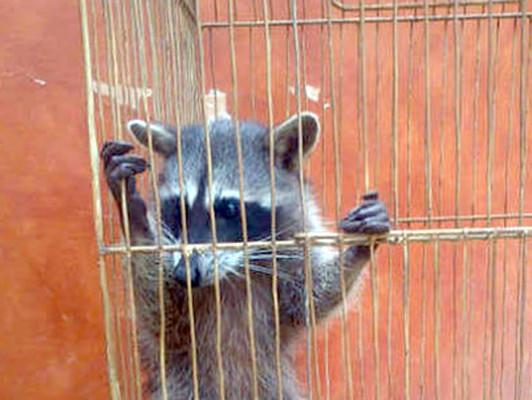 Allanan casas de 'Chepe' Handal en SPS