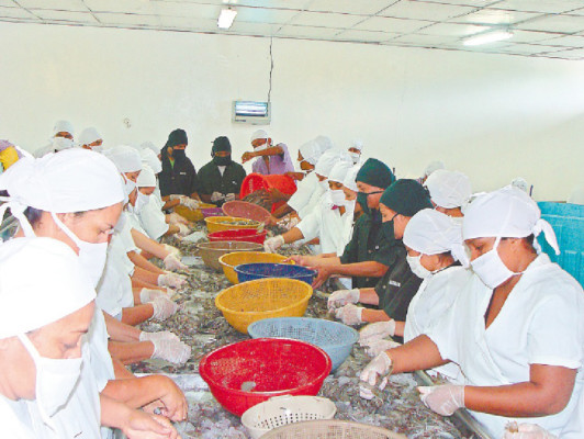 Camaricultura espera nuevos récords en 2013