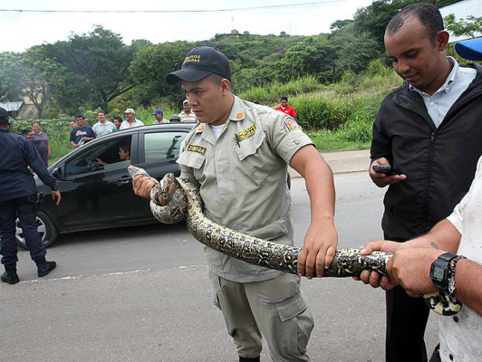 Bomberos rescatan una boa en el anillo periférico