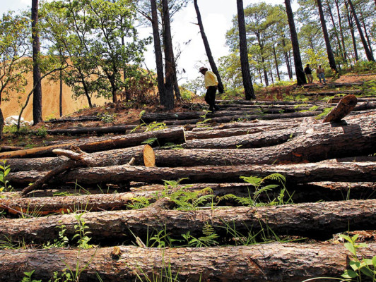 Fiebre del hierro daña ambiente de la aldea Agalteca, Cedros