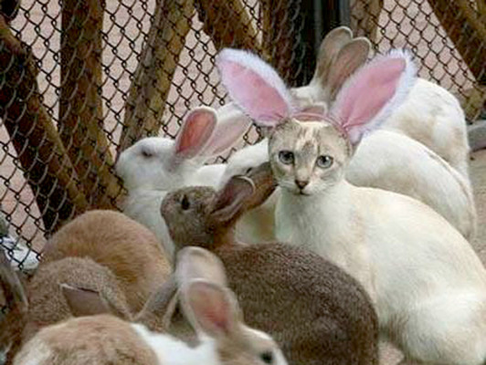 Día Mundial de los Animales: Las mascotas de nuestros lectores