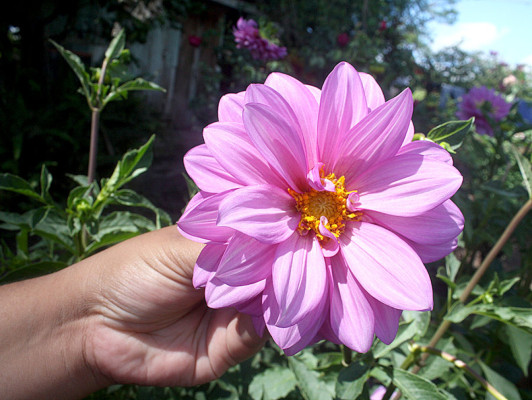 Flores que embellecen los jardines de Danlí