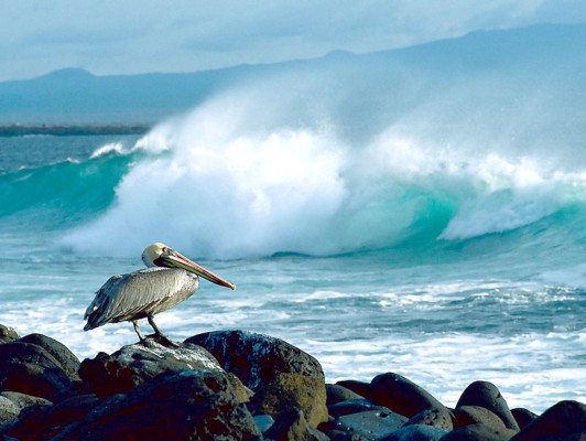 Equipo de Google captura la belleza de las Islas Galápagos para sus mapas