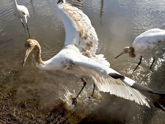Dura batalla para salvar la mayor ave de Norteamérica