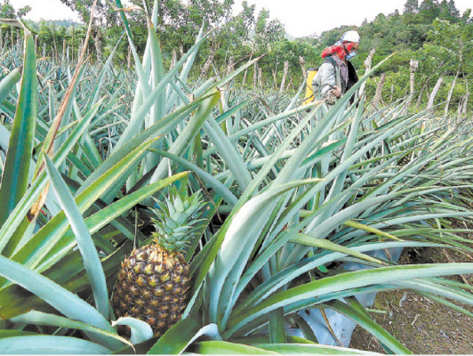 Plantaciones de piña ganan terreno en El Paraíso