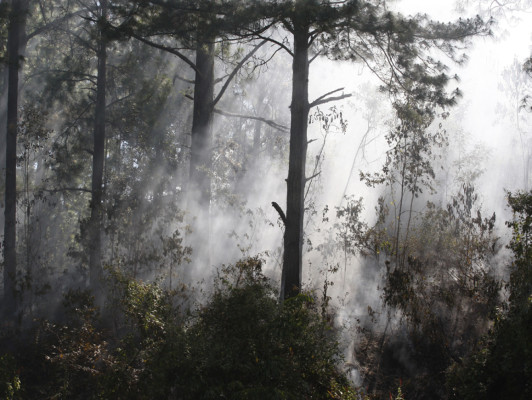 Más de cien horas para controlar voraz incendio