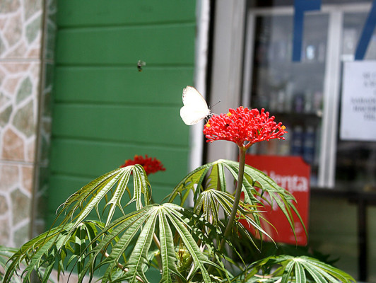 Flores que embellecen los jardines de Danlí