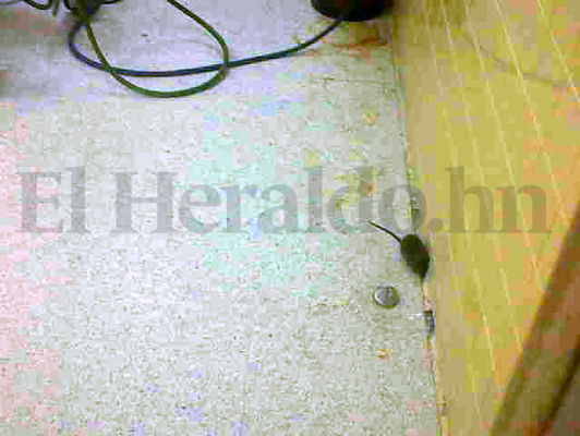 Ratones en quirófanos del hospital Escuela