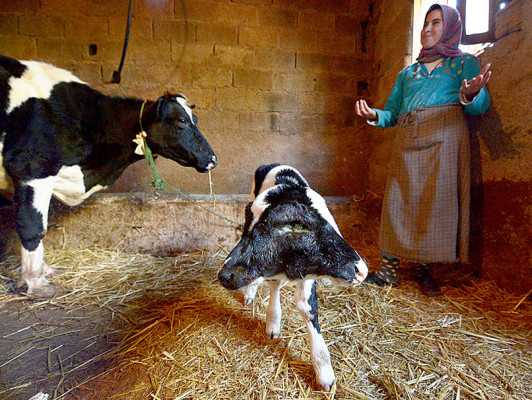 Ternero con dos cabezas