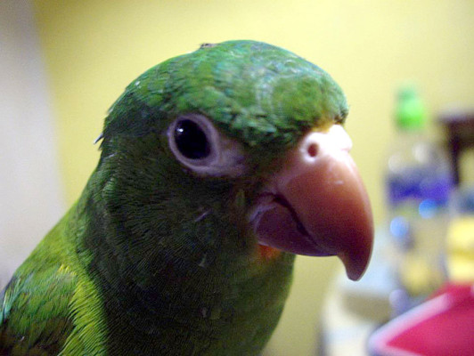 Día Mundial de los Animales: Las mascotas de nuestros lectores