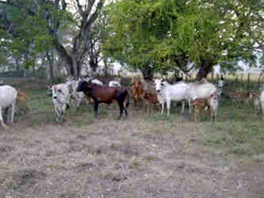 Con 82 cabezas de ganado robado capturan a hombre en Olancho