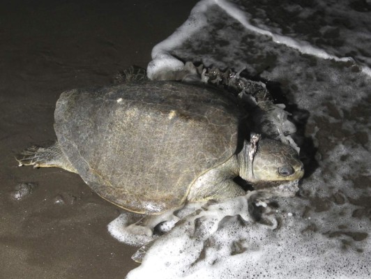 Aventurera tortuga golfina