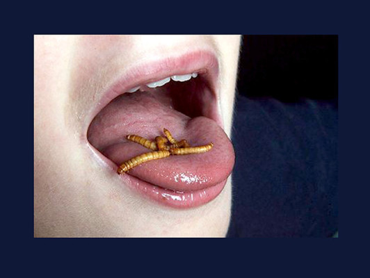 FAO invita a criar y comer insectos para luchar contra el hambre