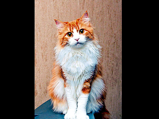 Elimine esos molestos nudos