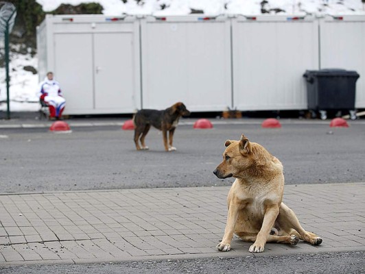 Matan a perros callejeros en Sochi