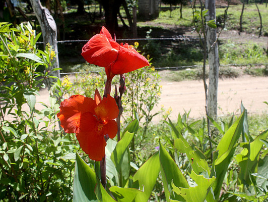 Flores que embellecen los jardines de Danlí