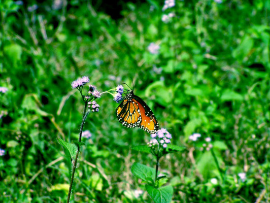 EL HERALDO te premia en el Día de la Tierra