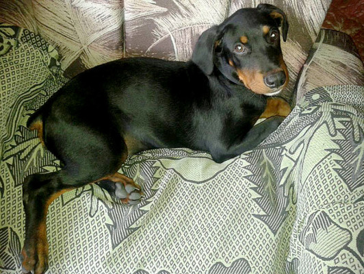 Día Mundial de los Animales: Las mascotas de nuestros lectores