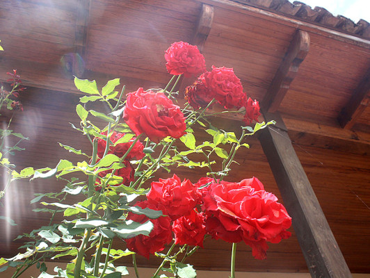 Flores que embellecen los jardines de Danlí