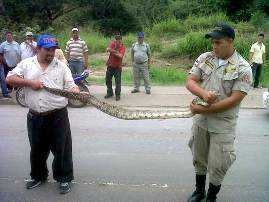 Bomberos rescatan una boa en el anillo periférico