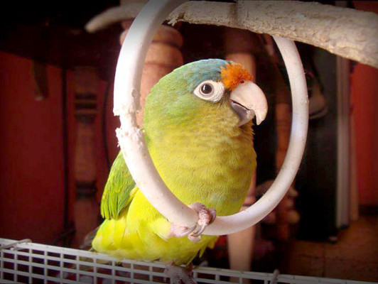 Día Mundial de los Animales: Las mascotas de nuestros lectores