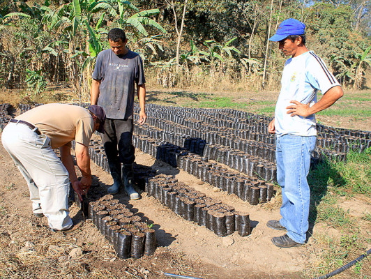 Producción de café: una tradición ancestral de El Paraíso