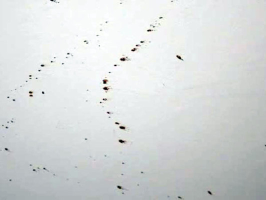 Difunden imágenes del baño en el que Pistorius mató a su novia