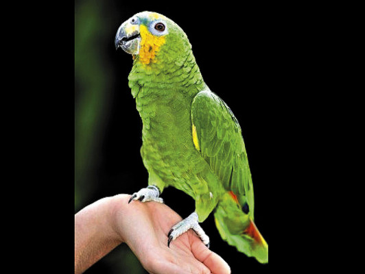 Enséñele a hablar a su loro