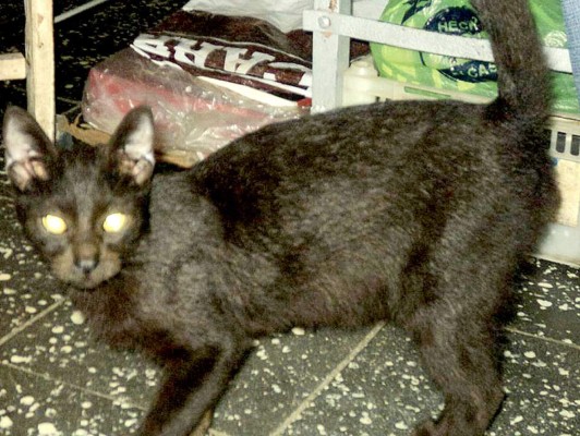 Así celebran hondureños el Día del Gato