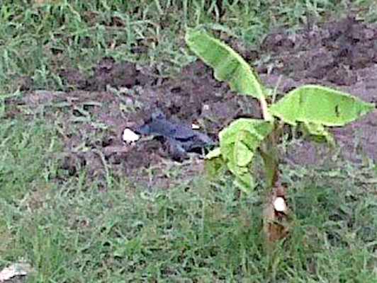 Encuentran cadáver que sería del periodista hondureño Aníbal Barrow