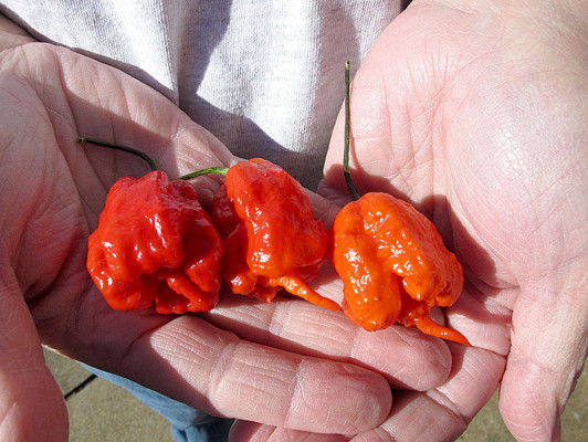El chile más picante se cultiva en EEUU