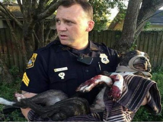 Perra baleada y atada a vías del tren se recupera