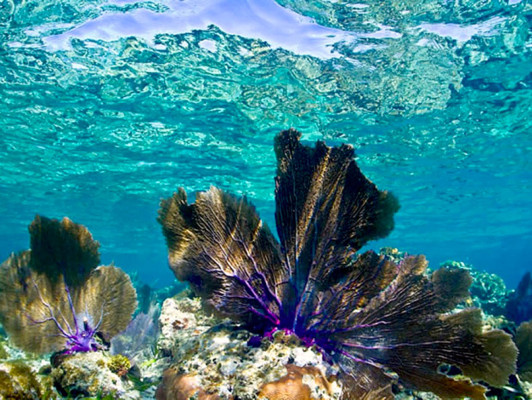 Cayos Cochinos de Honduras entre 35 lugares para visitar antes de morir