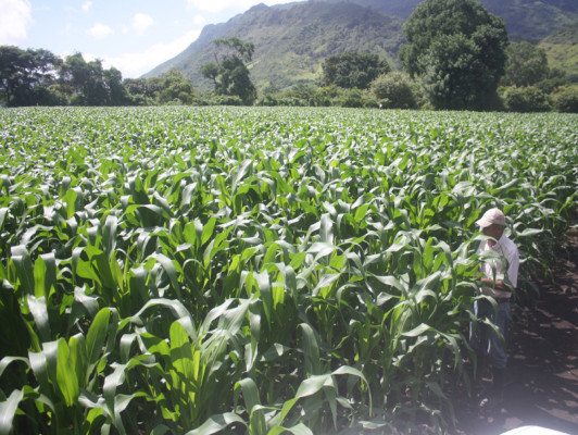 Exitosa cosecha auguran agricultores en El Paraíso