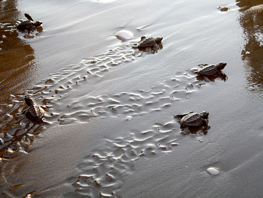 Muerte masiva de tortugas en CA